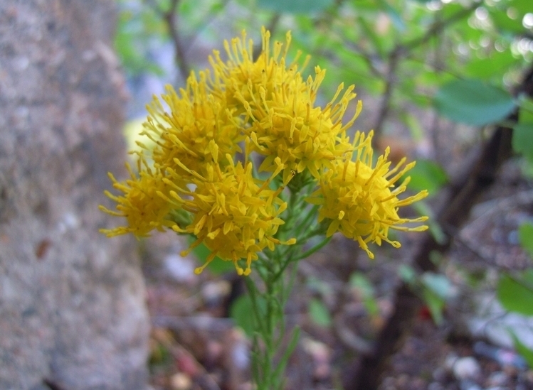 Galatella linosyris